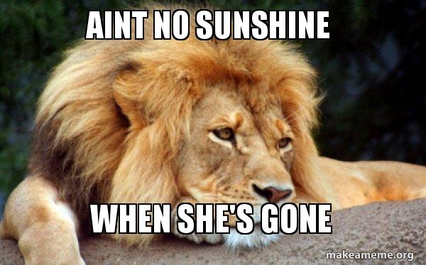Lion with lyrics "ain't no sunshine when she's gone"